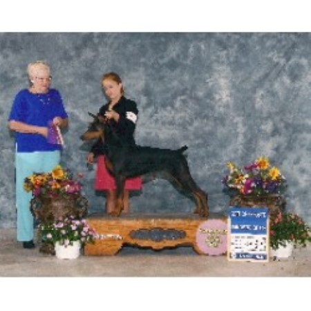 Doberman Pinscher in Wisconsin