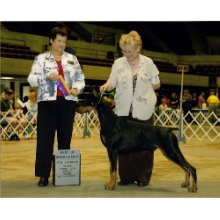 Doberman Pinscher breeder in Oxford Wisconsin