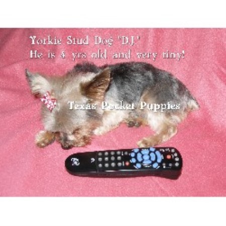 yorkie rescue fort worth mickifreeze terrier breeder in fort worth listing id 12715 yorkie rescue fort worth mickifreeze terrier breeder in fort worth listing id 12715