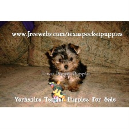united yorkie rescue san antonio yorkie rescue united yorkie rescue san antonio yorkie rescue