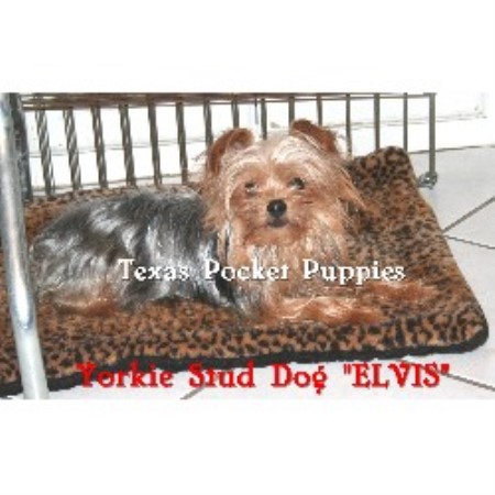 yorkie rescue fort worth mickifreeze terrier breeder in fort worth yorkie rescue fort worth mickifreeze terrier breeder in fort worth