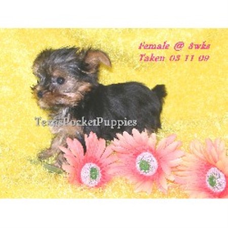 wisconsin yorkie breeders mickifreeze terrier breeder in fort worth wisconsin yorkie breeders mickifreeze terrier breeder in fort worth