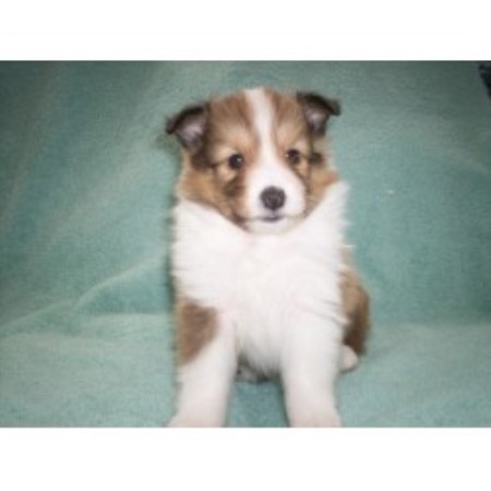 Sheltie breeder in Michigan picture 2