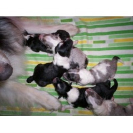 pomsky puppies for sale in sc pomsky puppies for sale south carolina image breeds picture pomsky puppies for sale in sc pomsky puppies for sale south carolina image breeds picture