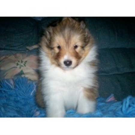 Sheltie in Michigan