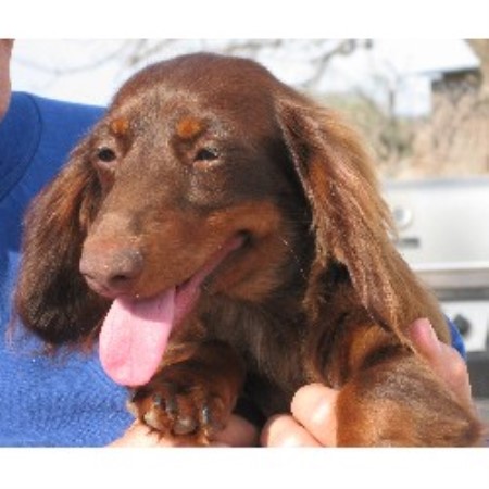 dachshund puppies oregon dachshund doxie breeders in oregon freedoglistings image breeds picture dachshund puppies oregon dachshund doxie breeders in oregon freedoglistings image breeds picture