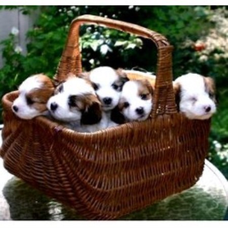 Coton De Tulear Breeder in Atlanta, Georgia