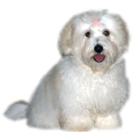 Coton De Tulear breeder in Atlanta Georgia