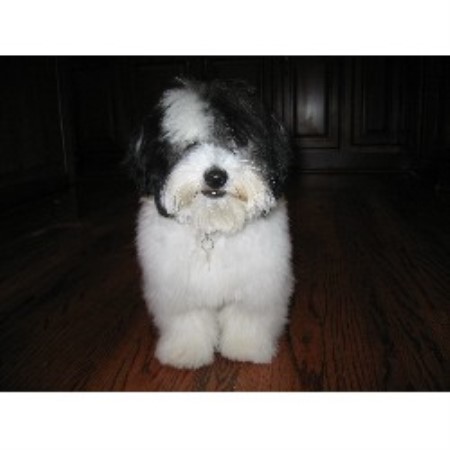 Coton De Tulear in Georgia