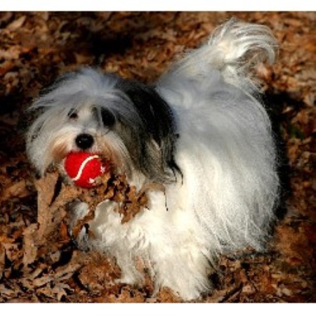 Coton De Tulear breeder in Georgia picture 2