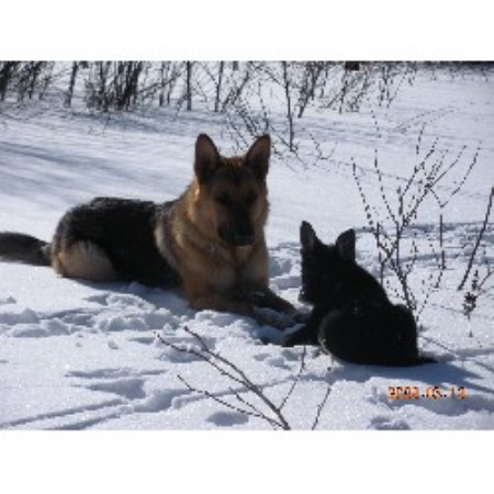 GSD,Alsatian in British Columbia