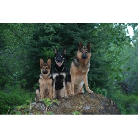 GSD,Alsatian breeder in British Columbia picture 2