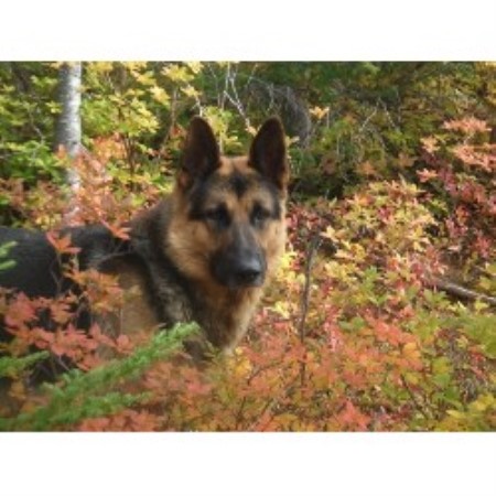 German Shepherd Dog Breeder in Smithers, British Columbia