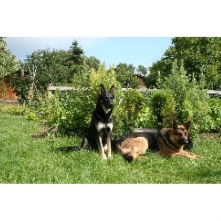 GSD,Alsatian in British Columbia picture 2
