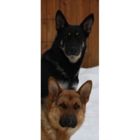 German Shepherd Dog breeder in Smithers British Columbia
