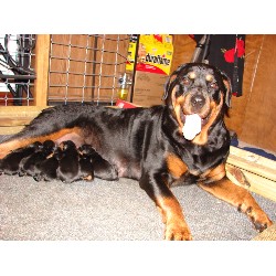 Rottweiler Breeder in Wilmington, North Carolina