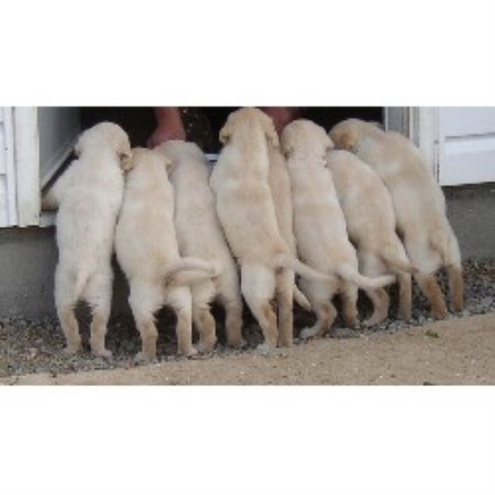Lab breeder in British Columbia picture 2