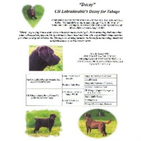 Lab in British Columbia picture 2