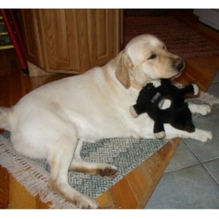 Lab in British Columbia