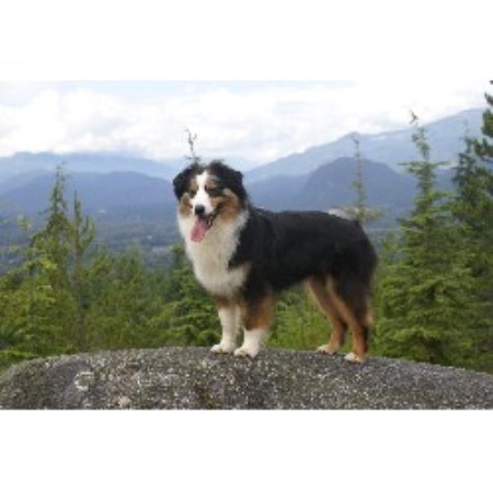 Aussie breeder in British Columbia picture 2