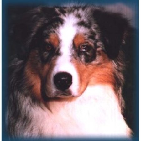 Australian Shepherd Dog breeder in Princeton British Columbia