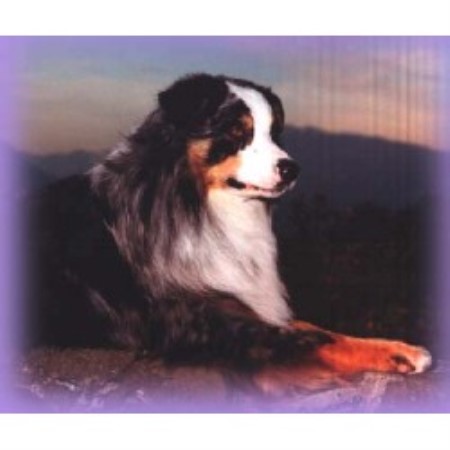 Australian Shepherd Dog Breeder in Princeton, British Columbia