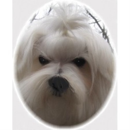 Maltese Breeder in Dover, Tennessee