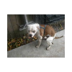 American Bulldog Stud in Hialeah, Florida