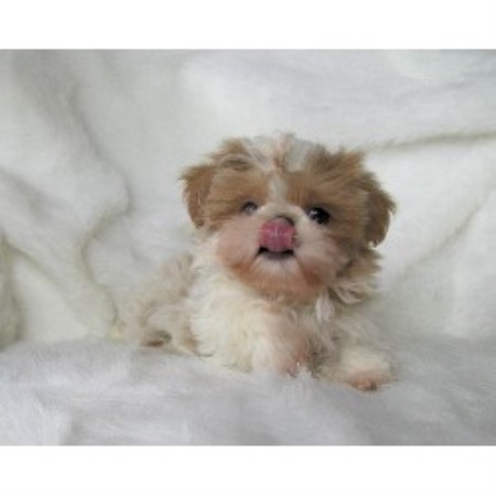 shih tzu utah sweet tooth shih tzu shih tzu breeder in salt lake city utah listing id 12773 shih tzu utah sweet tooth shih tzu shih tzu breeder in salt lake city utah listing id 12773