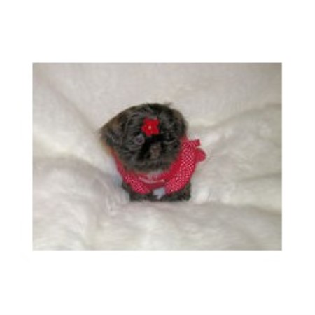 Shih Tzu breeder in West Jordan Utah