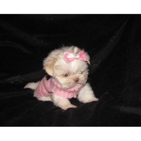 Shih Tzu in Utah