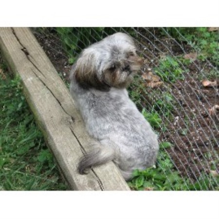 Shih+tzu+puppies+for+adoption+in+ohio