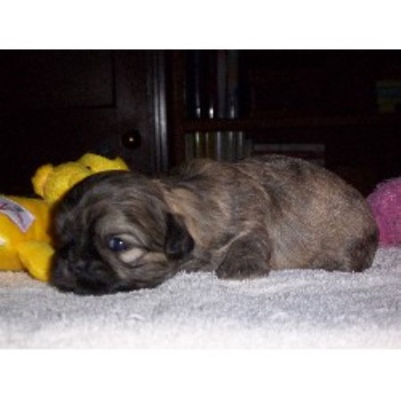 Shih Tzu in Ohio