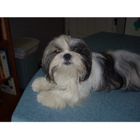 shih tzu breeders dayton ohio so darn shih tzus shih tzu breeder in dayton ohio shih tzu breeders dayton ohio so darn shih tzus shih tzu breeder in dayton ohio