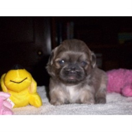 shih tzu rescue ohio dayton ohio so darn shih tzus shih tzu breeder in dayton ohio listing id 12777 shih tzu rescue ohio dayton ohio so darn shih tzus shih tzu breeder in dayton ohio listing id 12777
