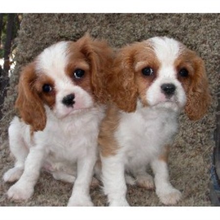 Cavalier King Charles Spaniel breeder in California picture 2