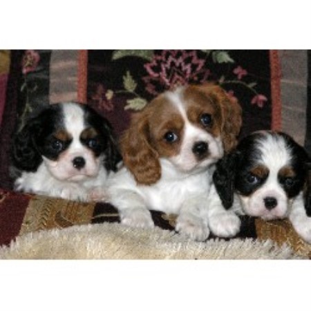 Cavalier King Charles Spaniel Breeder in Crestline, California