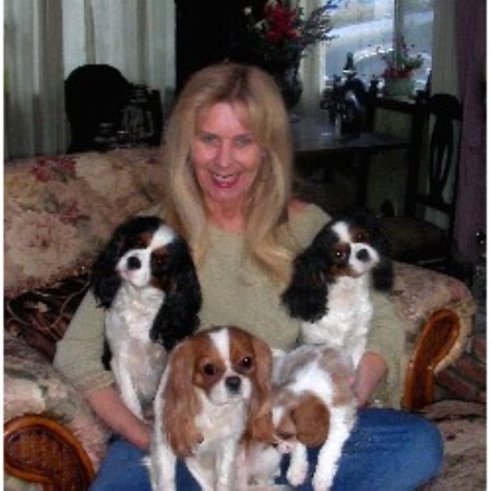 Cavalier King Charles Spaniel in California picture 2