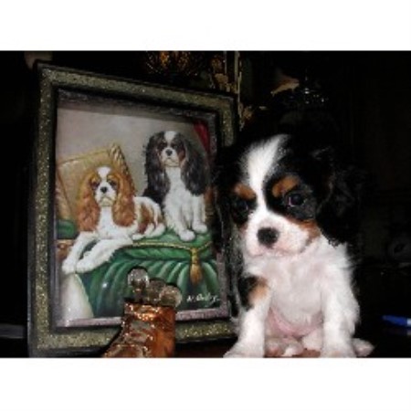 Cavalier King Charles Spaniel in California