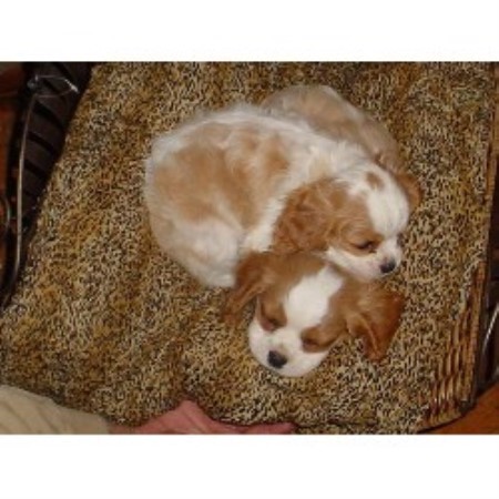 Cavalier King Charles Spaniel breeder in Crestline California