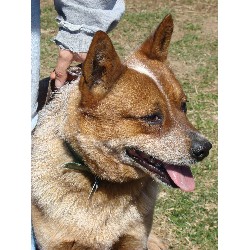 Australian Cattle Dog Stud in Middleburg, Pennsylvania