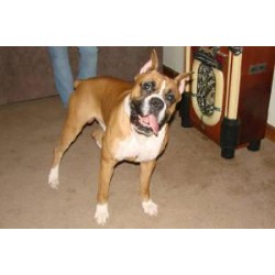 Boxer Stud in Franklin, Ohio