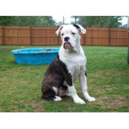 British Bulldog, Bulldog breeder in Ohio picture 2