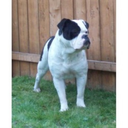 British Bulldog, Bulldog in Ohio