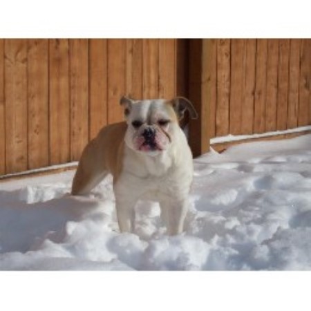 British Bulldog, Bulldog in Ohio picture 2