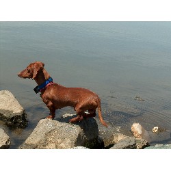Dachshund Stud in Bangor, Pennsylvania