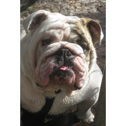 English Bulldog Stud in Lakeland, Florida