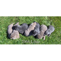 Labrador Retriever Breeder in Harsen's Island, Michigan