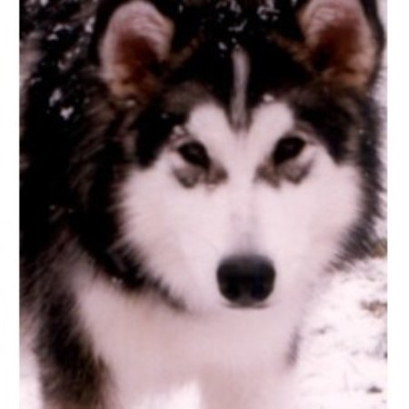 Alaskan Malamute Breeder in Howell, Michigan