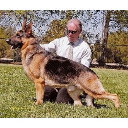 German Shepherd Dog Breeder in Alta Loma, California